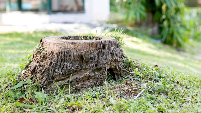 Removing an Old Tree Stump from Your Yard: A Comprehensive Guide