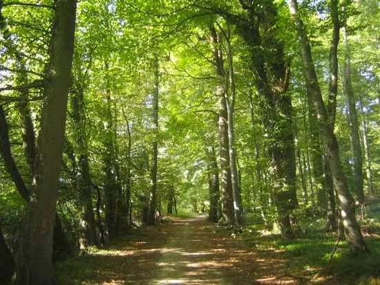 Bosque2