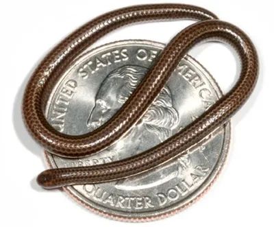 080803-Smallest-Snake 461