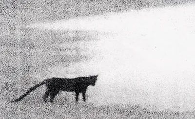Bigcat