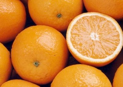 Citrus Cultivars 043