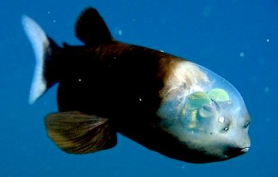 Kids-Barrel-Fish-Lg.Jpg
