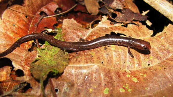 Oedipina complex, commonly known as the Gamboa worm salamander.