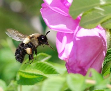 Bumblebee Peters 2007.Jpg