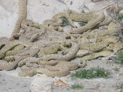 Snake-Pit-5-500X375