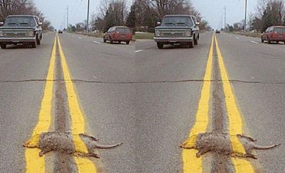 Roadkill.Jpg