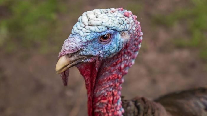 Unacceptable Behaviors of Thanksgiving Guests (and Better Ways to Act)
