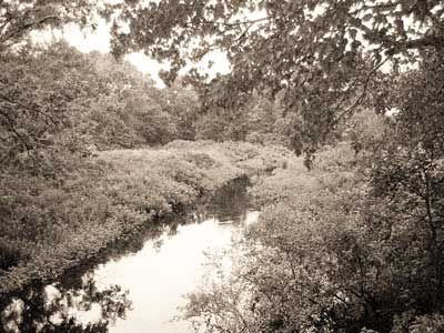 Swamp1