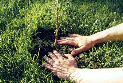 Living Memorials for Green Funerals