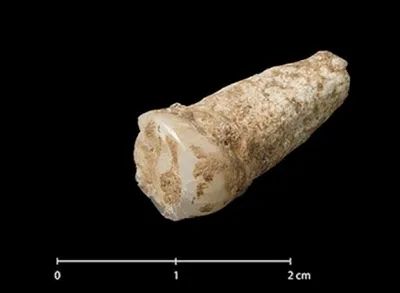 Human Fossil