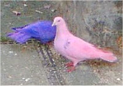 Faringdon Dyed Pigeons.Jpg