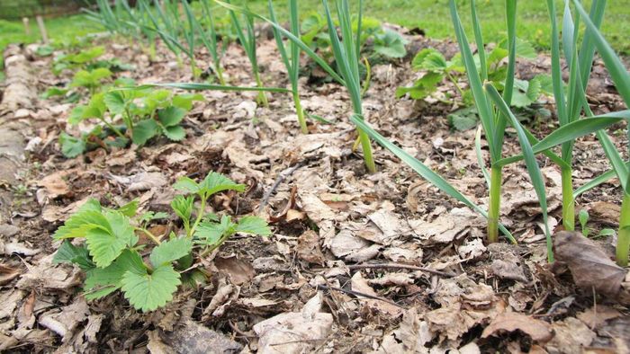 Employ them as a natural garden insulator