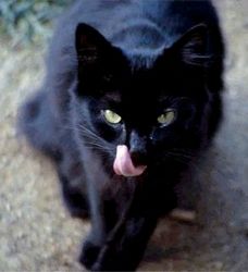 Blackcat-734018