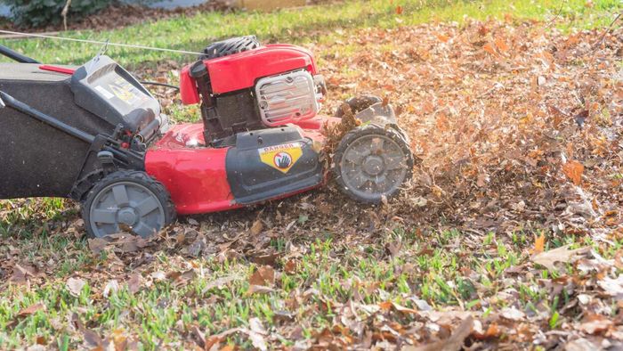 Incorporate them into your lawn
