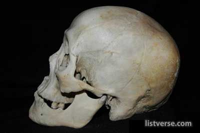 Skull969B Large