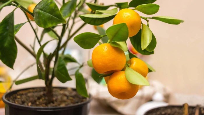 Relocate These Outdoor Potted Plants Indoors to Help Them Endure the Cold Season