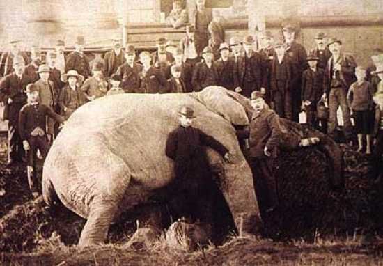 Jumbo04