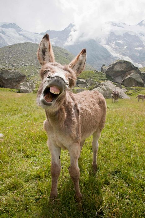 image of a donkey braying loudly