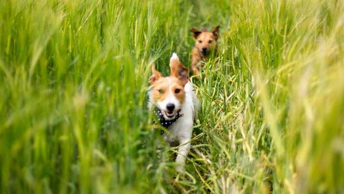 The DOG 6 ensures you can relax more about your dog's health and safety.