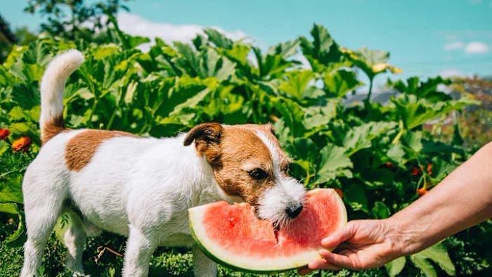 Watermelon is rich in vitamins A, B-6, and C, making it a delightful snack for your dog.