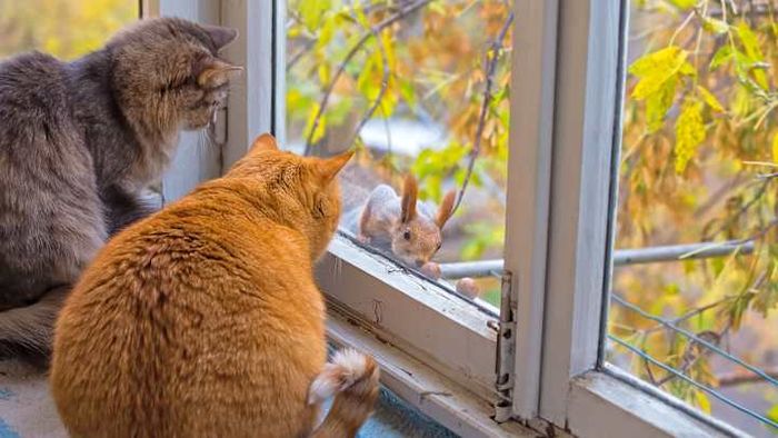 This squirrel certainly got these two felines engaged in conversation.