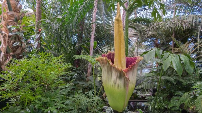 Witness the Rare Phenomenon of 'Corpse Flowers' in Full Bloom