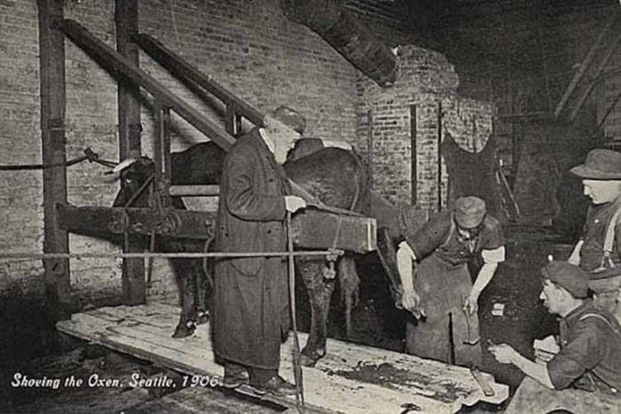 A historical image of men shoeing an ox in Seattle, Washington, in 1906.