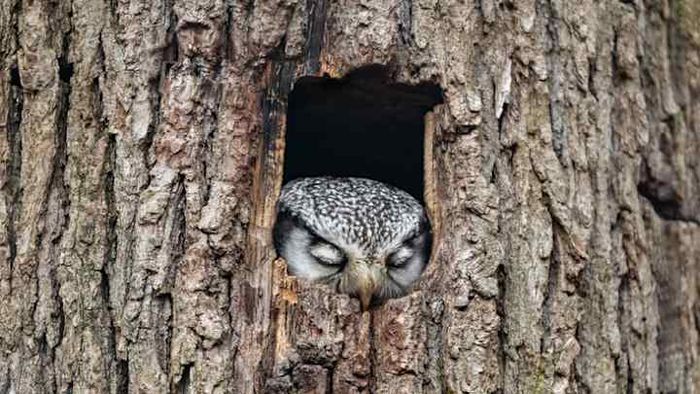 A northern hawk owl rests peacefully inside a hollow tree.