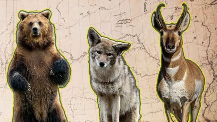 During their journey, Lewis and Clark came across grizzly bears, coyotes, and pronghorns.