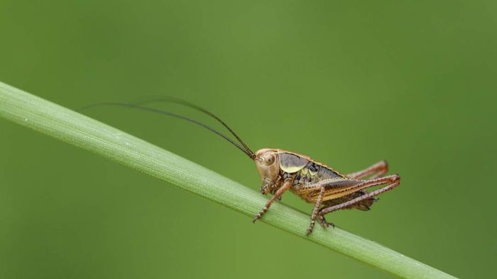 An image of a cricket is shown
