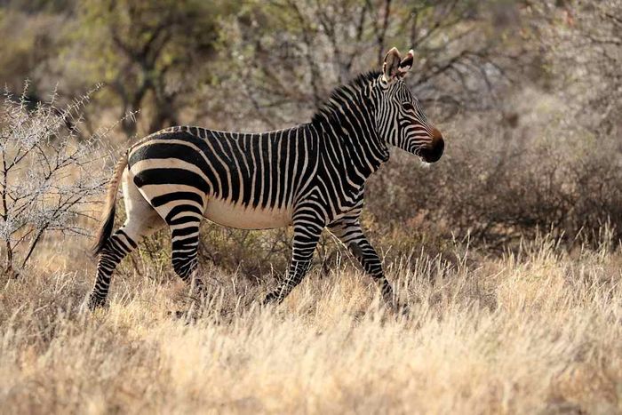 An adult mountain zebra in motion.