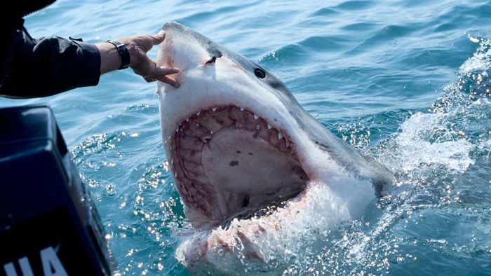 A shark is shown