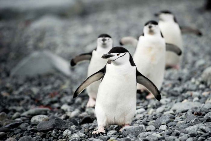 A group of four chinstrap penguins standing on a rocky shoreline