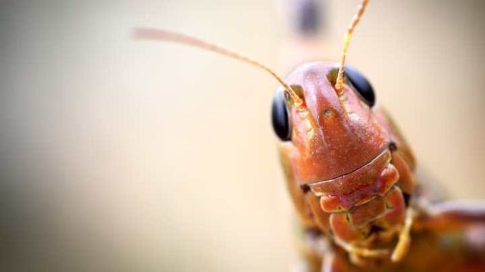 Is it a cricket, a grasshopper, or a creature from a 1950s sci-fi movie?