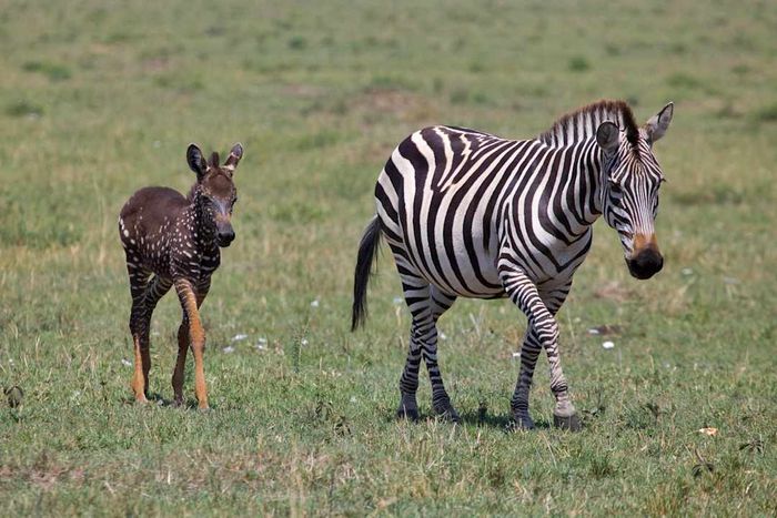 A photo of a striped zebra alongside its spotted foal.