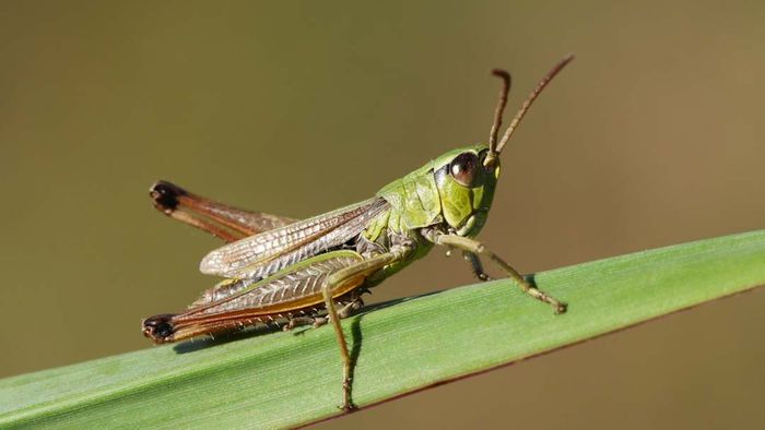 An image of a grasshopper is displayed