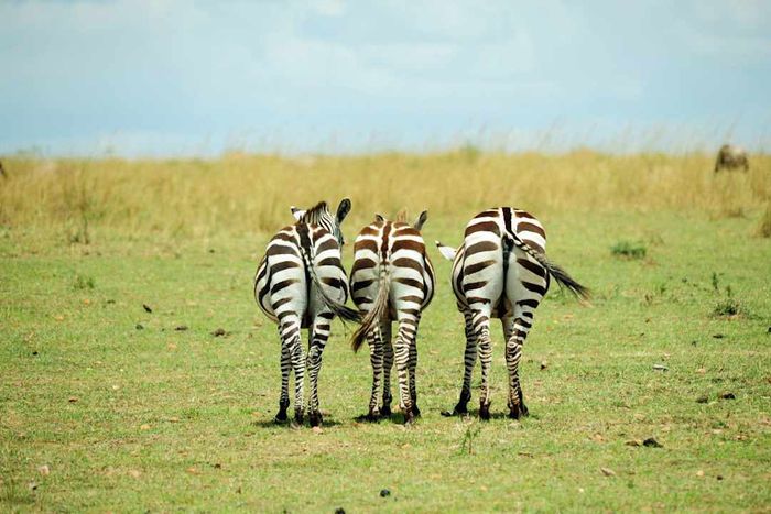 A rear view of zebras gazing across the plains in Kenya's Masai Mara National Reserve.