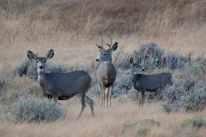 A group of mule deer in Montana.