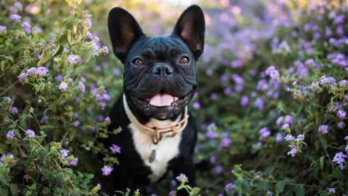 French bulldogs have captured the hearts of the online world.
