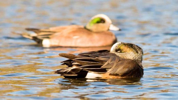 A pair of American widgeon ducks on water, with the female resting in front and the male positioned behind her