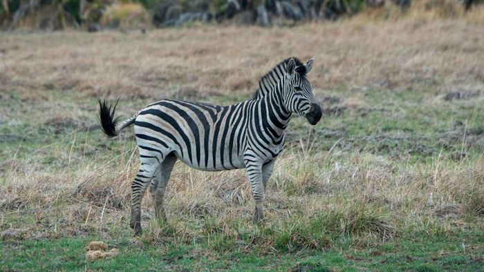 A plains zebra (Equus quagga, previously known as Equus burchellii) in its natural habitat.