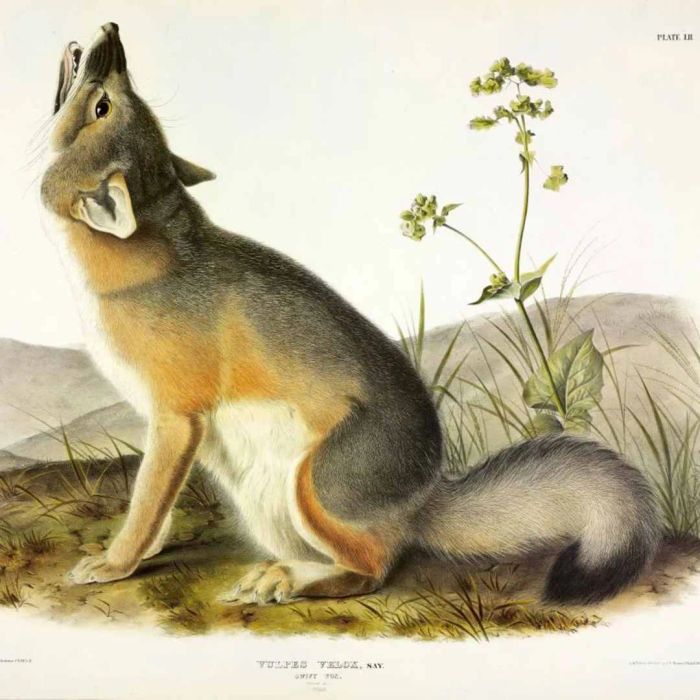 An illustration of a swift fox by John J. Audubon.