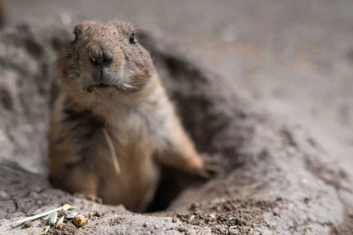 A black-tailed prairie dog