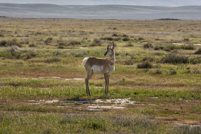 A pronghorn grazing at Carrizo Plain National Monument.