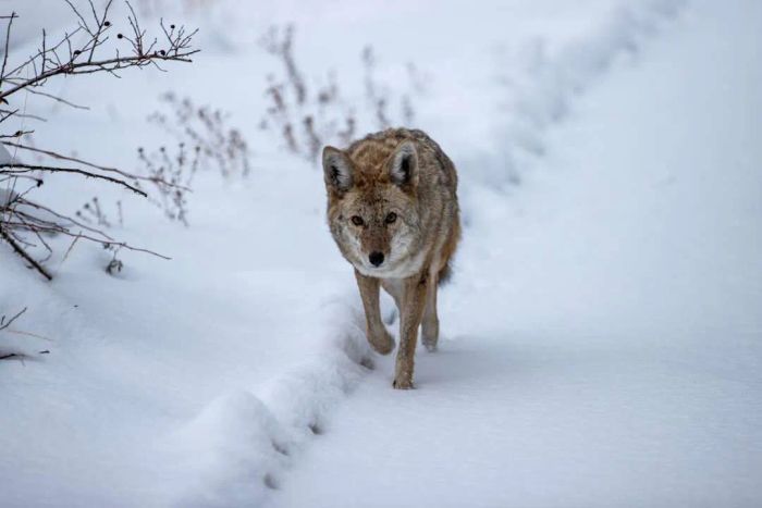 A coyote walking through the snow