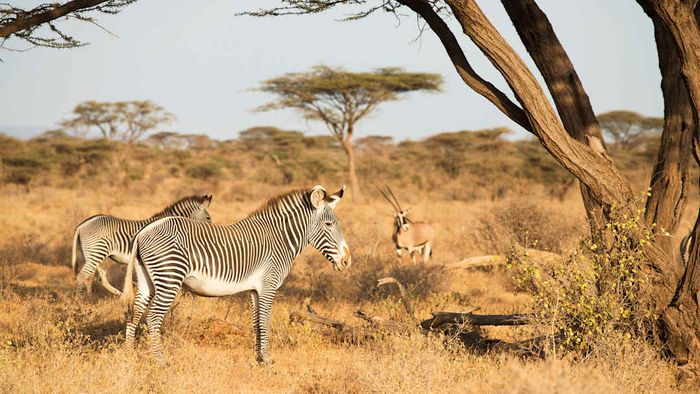 Two Grevy’s zebras standing near a tree.