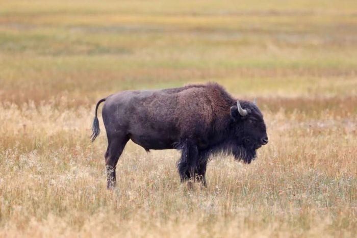 A bison grazing at Yellowstone National Park