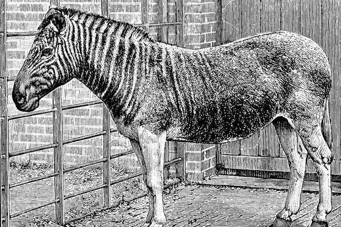 A quagga mare at London Zoo, circa 1870.