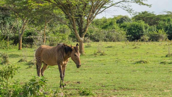 A zebroid hybrid, a cross between a horse and a zebra, at the Mount Kenya Animal Orphanage in Laikipia County, Kenya...