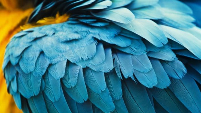 Douglas the Parrot became a nationwide sensation in Sweden.